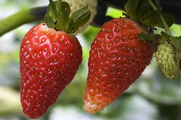 Image showing Strawberries