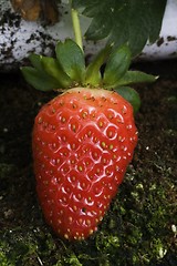 Image showing Strawberry