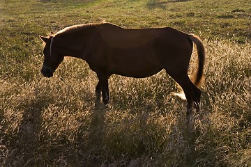 Image showing Pony