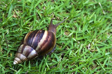 Image showing Snail