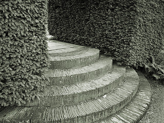 Image showing Hedges and steps