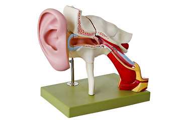 Image showing Auditory canal