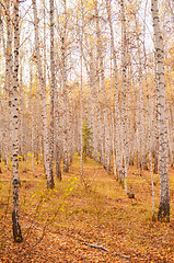 Image showing autumn forest