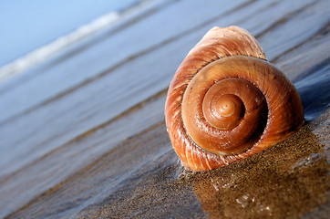 Image showing Sea Snail