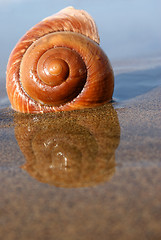 Image showing Sea Snail