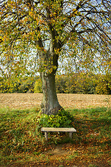 Image showing Autumn landscape with bench