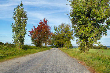 Image showing Road in the autumn with yellow trees