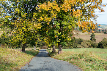 Image showing Road in the autumn with yellow trees