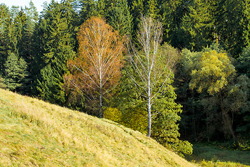 Image showing Autumn landscape with forest