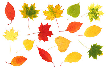 Image showing collection of beautiful colourful autumn leaves