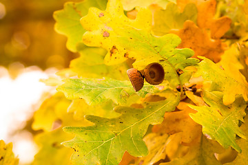 Image showing autumn colors of oak leaves 