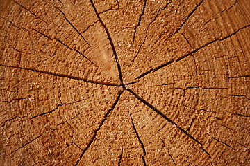 Image showing Growth rings