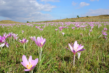 Image showing meadow with dewy flowers