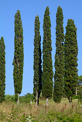 Image showing zypresse 6 | 6 cypresses