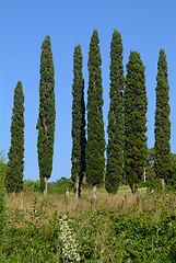 Image showing 7 zypresse | 7 cypresses