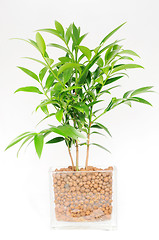 Image showing Green plant