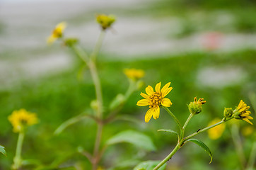 Image showing Yellow Flower at Beach 