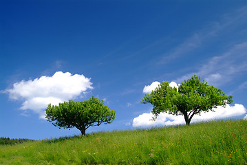 Image showing 2 bäume mit Himmel | 2 trees and sky