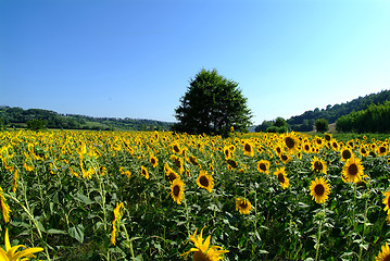 Image showing baum im Sonnenblumenfeld | tree in a sunflower field