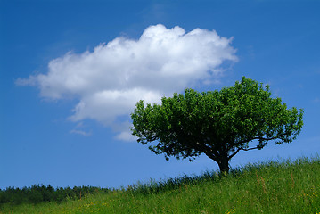 Image showing baum mit Himmel | tree and sky