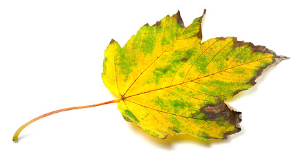 Image showing Autumn leaf on white background