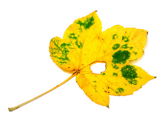 Image showing Autumn leaf with hole