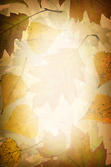 Image showing Autumn leaves background