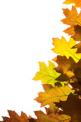 Image showing Autumn leaves background