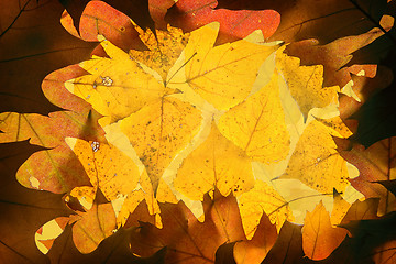 Image showing Autumn leaves background