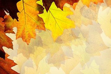 Image showing Autumn leaves background