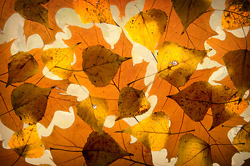 Image showing Autumn leaves background