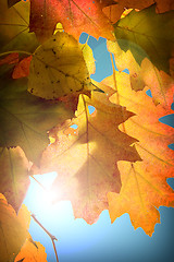 Image showing Autumn leaves background