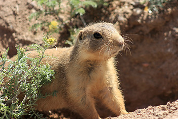 Image showing Animals of New Mexico