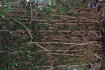 Image showing bamboo