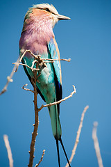 Image showing Lilac-breasted roller