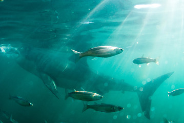 Image showing Great white shark and fish