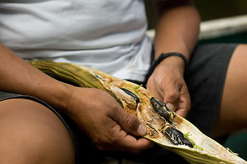 Image showing Eating a guaba bean pod