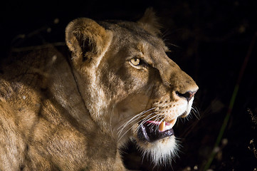 Image showing Female lion at night