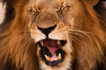 Image showing Roaring lion