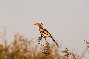 Image showing Southern Yellowbilled Hornbill