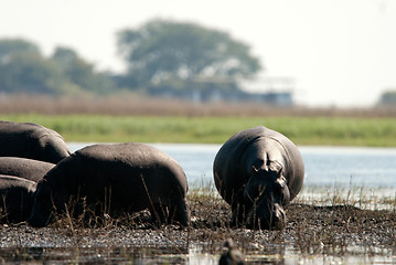 Image showing Hippos in the mud