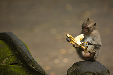 Image showing Bali monkey with banana