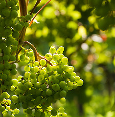 Image showing Grapes growing