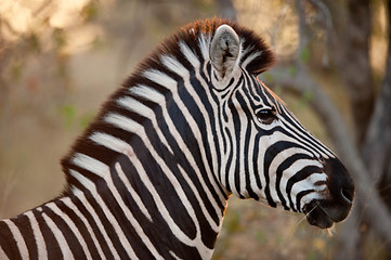 Image showing Plains zebra