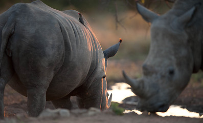 Image showing Rhinos drinking