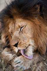 Image showing Lion cleaning himself