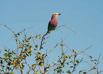 Image showing Lilac-breasted roller