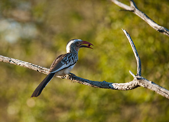 Image showing Southern yellowbilled hornbill