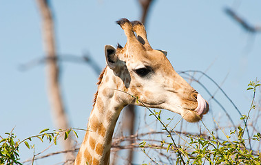 Image showing Giraffe licking lips