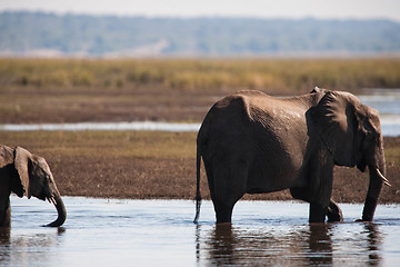 Image showing African bush elephant